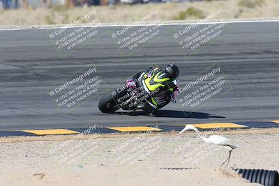 media/Feb-04-2024-SoCal Trackdays (Sun) [[91d6515b1d]]/4-Bowl Backside (11am)/